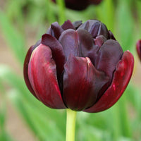 Tulp 'Black Hero' - Tulipa black hero - Bloembollen