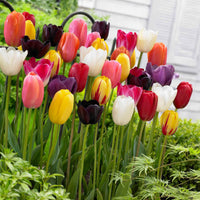 Triumph Tulpen gemengd - Bakker