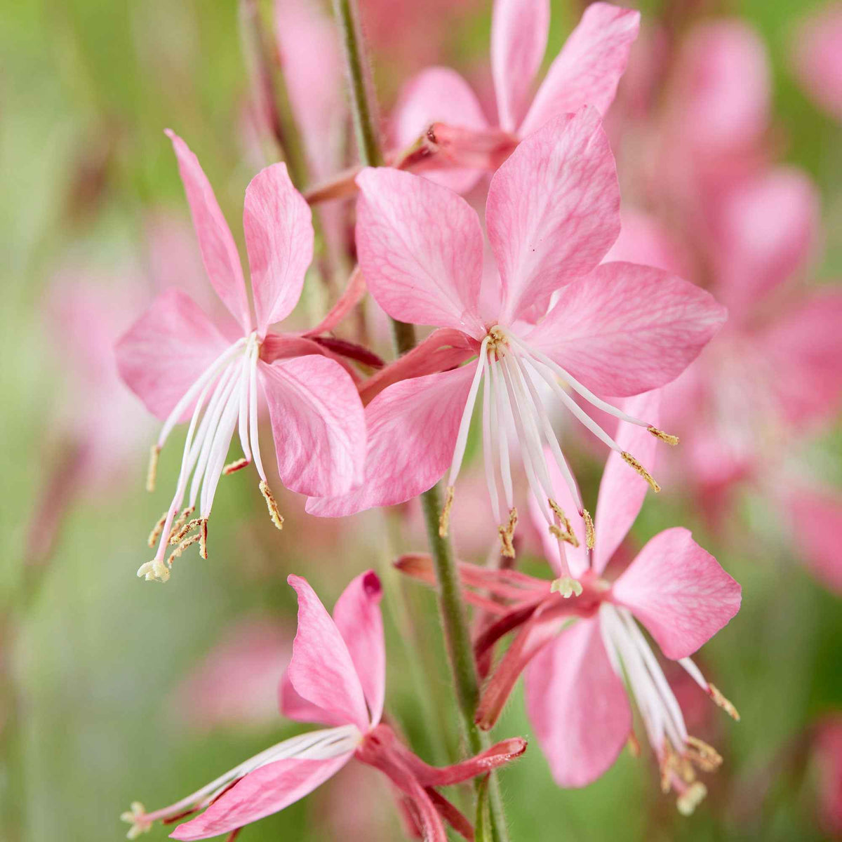 Lindheimers prachtkaars 'Siskiyou Pink' - Gaura lindheimeri siskiyou pink - Bakker