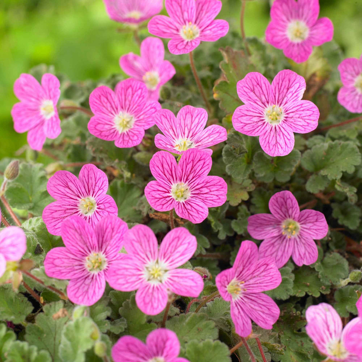 Vaste planten - Reigersbek 'Bishopsform' - Erodium variabile Bishop's Form