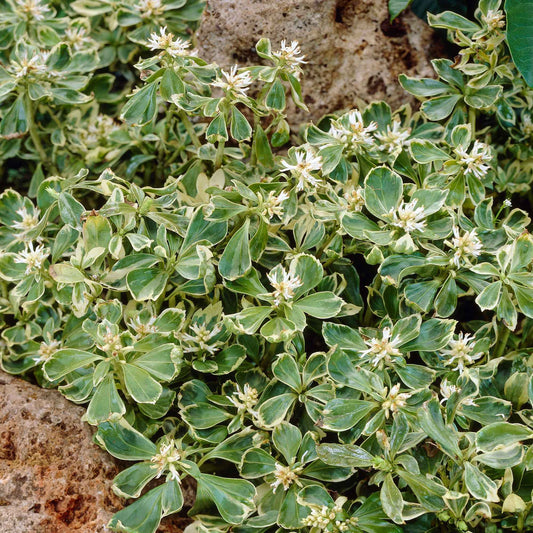 Schaduwkruid 'Green Garpet' (x3) - Pachysandra terminalis green carpet - Tuinplanten