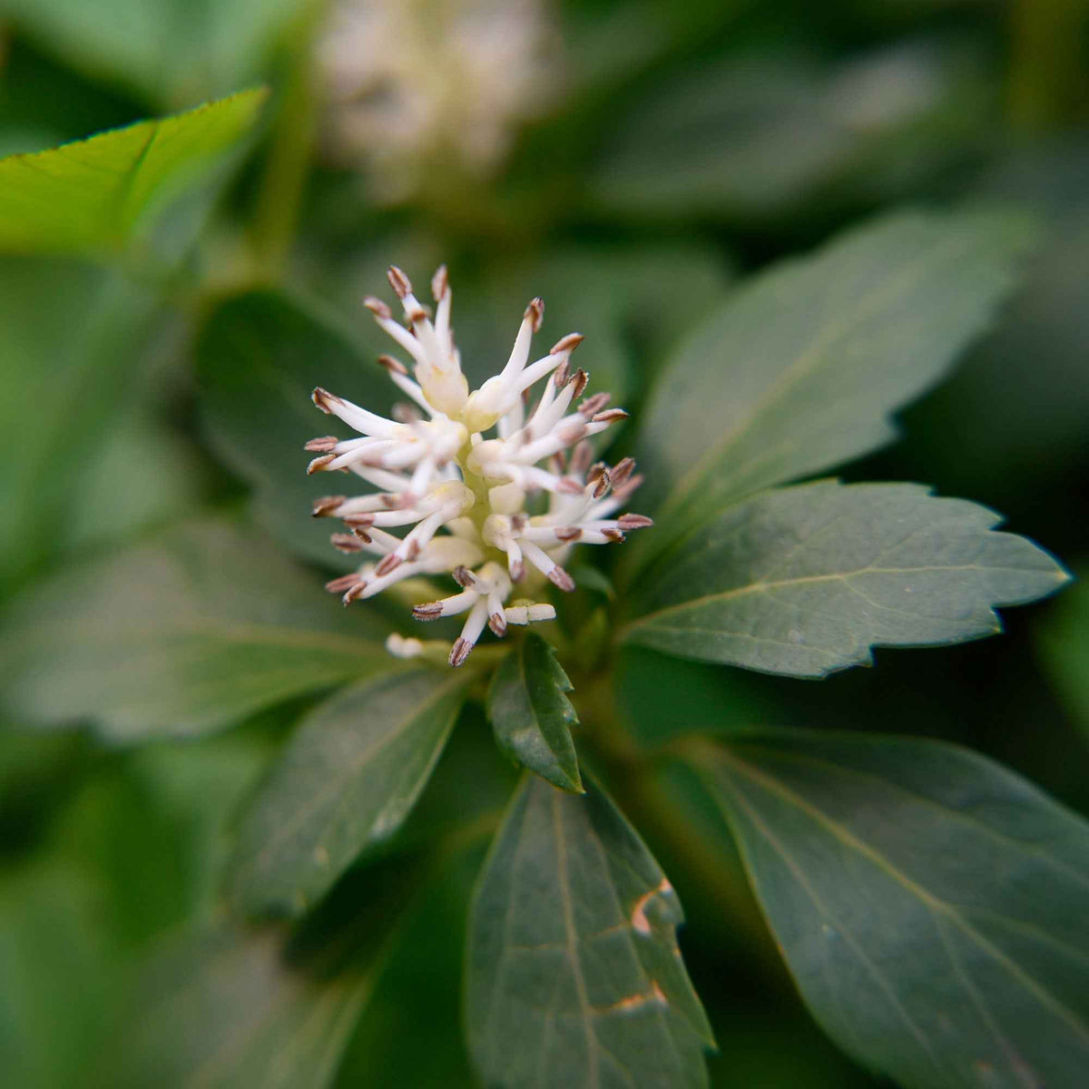Schaduwkruid 'Green Garpet' - Pachysandra terminalis Green Carpet - Bakker