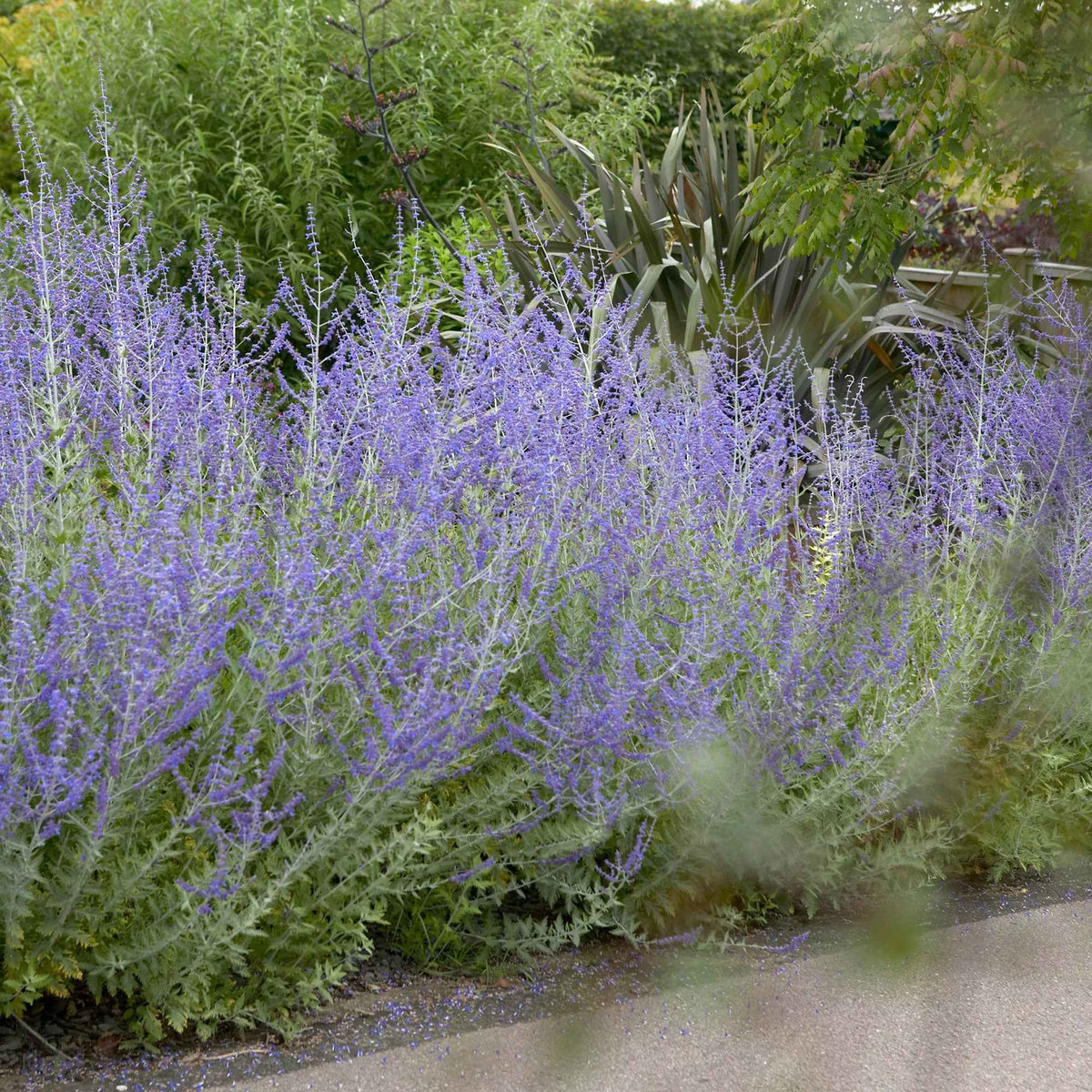 Russische salie 'Blue Spire' - Bakker