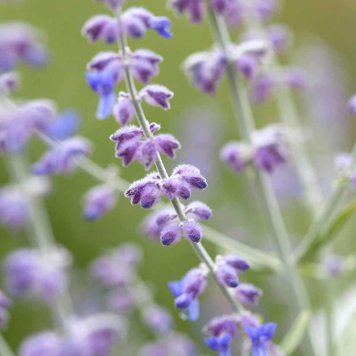 Russische salie 'Blue Spire' - Perovskia atriplicifolia blue spire - Bakker