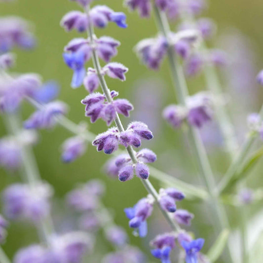 Perovskia atriplicifolia blue spire - Russische salie 'Blue Spire' - Salie