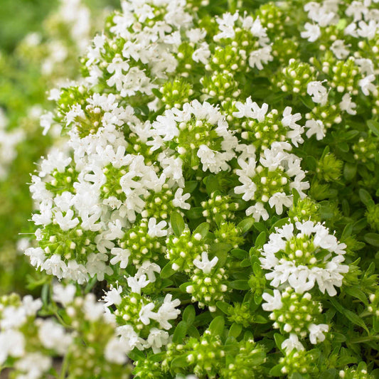 Kruiptijm 'Albiflorus' - Bakker