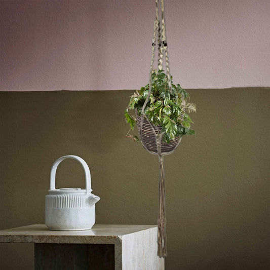 Koningswingerd 'Ellen Danica' - Cissus ellen danica - Kamerplanten