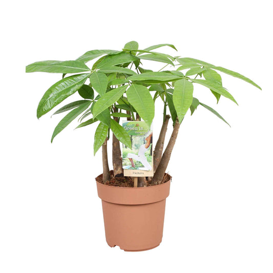 Geldboom 17cm pot - Bakker