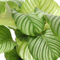 Bidplant Calathea orbifolia - Calathea orbifolia - Op soort