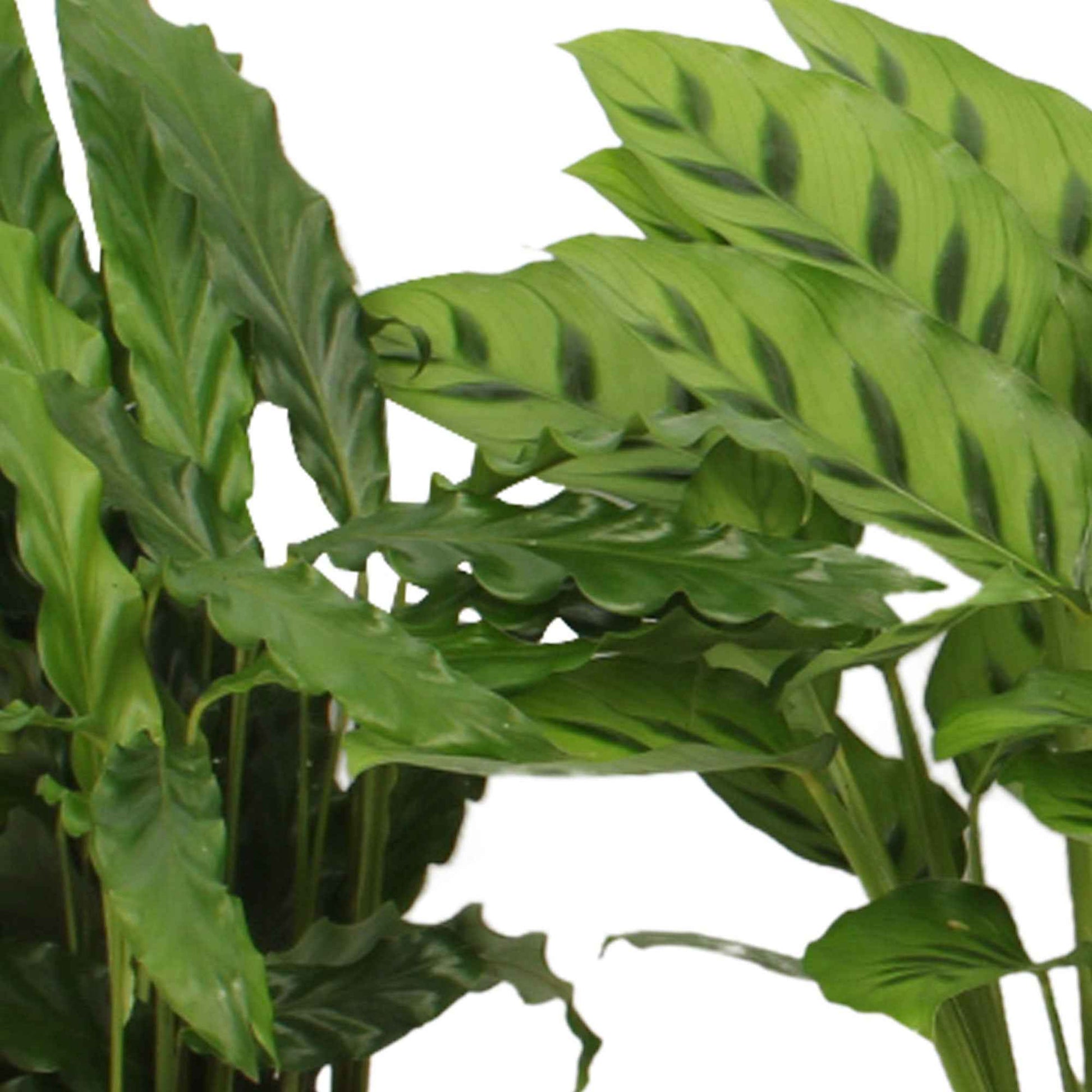 Pauwenplant Mix (x4) - Calathea 'eldergrass', 'blue grass', 'leopardina', 'mauiqueen'