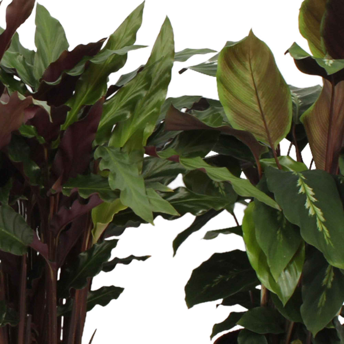 Pauwenplant Mix (x4) - Calathea 'eldergrass', 'blue grass', 'leopardina', 'mauiqueen' - Bakker