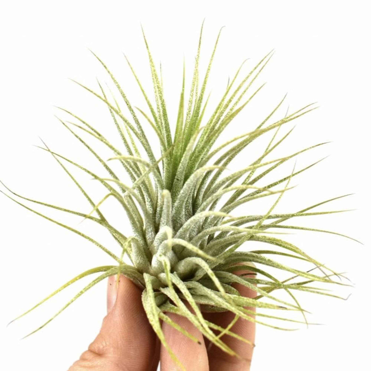 Tillandsia ionantha 'Druid' - Tillandsia ionantha druid - Bakker