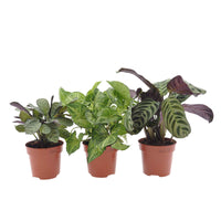 Kamerplanten met mooie bladtekening Mix (x3) - Ctenanthe burle marxii, ctenanthe amagris, syngonium pixie® - Kamerplanten