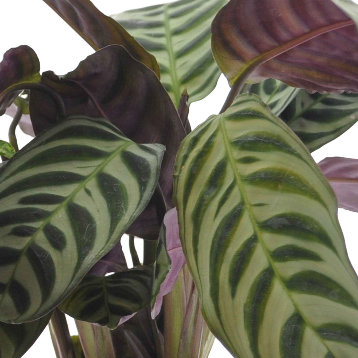 Ctenanthe burle marxii, ctenanthe amagris, syngonium pixie® - Kamerplanten met mooie bladtekening Mix (x3) - Kamerplanten met groene en witte bladeren