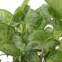 Kamerplanten met mooie bladtekening Mix (x3) - Ctenanthe burle marxii, ctenanthe amagris, syngonium pixie® - Kamerplanten met bladtekening