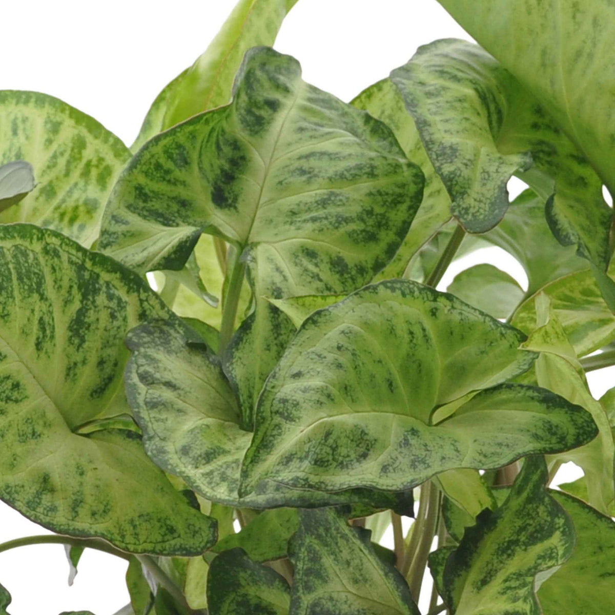 Kamerplanten met groene en witte bladeren - Kamerplanten met mooie bladtekening Mix (x3) - Ctenanthe burle marxii, ctenanthe amagris, syngonium pixie®