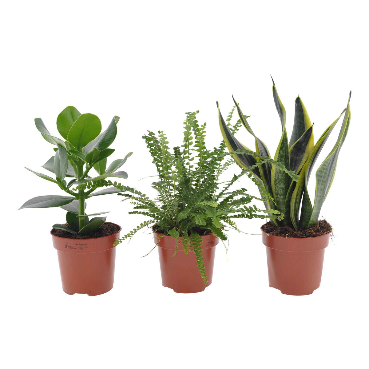 Slaapkamerplanten Mix (x3) - Clusia rosea princess,  nephrolepis duffi, sansevieria - Bakker