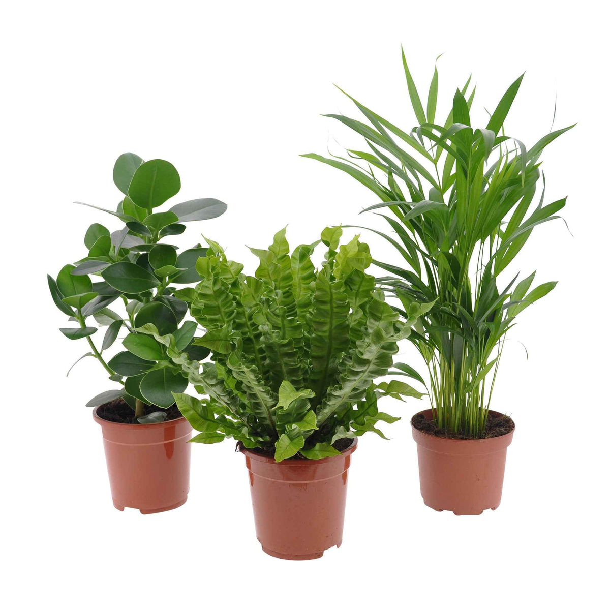 Luchtzuiverende kamerplanten Mix (x3) - Clusia, Asplenium 'Crispy Wave', Dypsis - Bakker