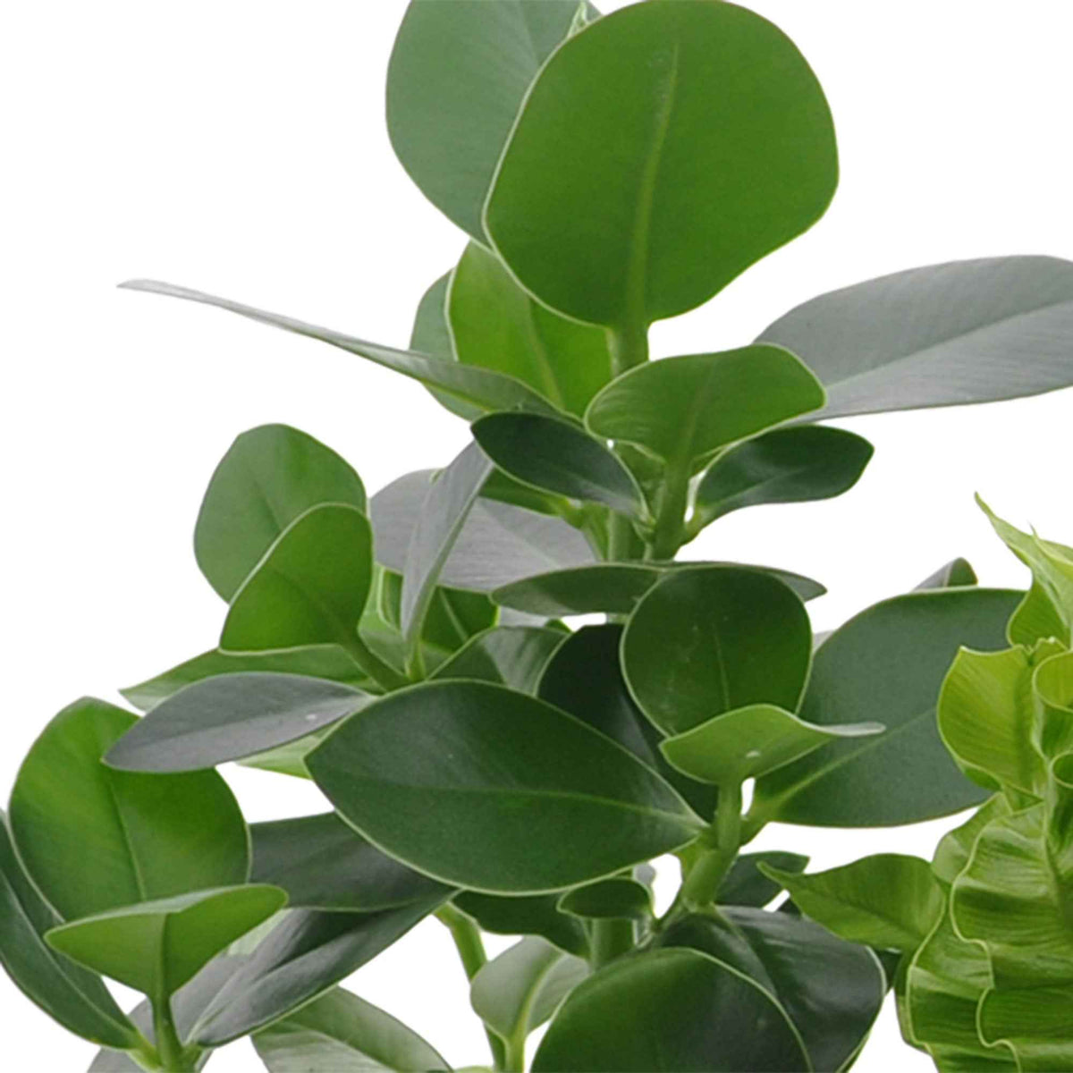Clusia, Asplenium 'Crispy Wave', Dypsis - Luchtzuiverende kamerplanten Mix (x3) - Kamerplanten voor binnen