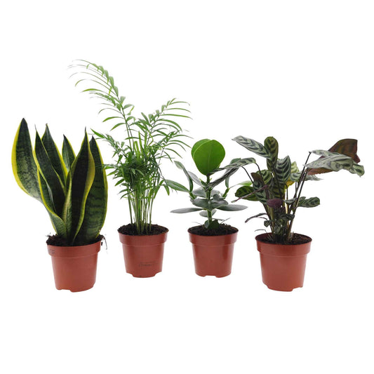 Makkelijke kamerplanten Mix (x4) - Bakker