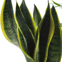 Makkelijke kamerplanten Mix (x4) -  clusia, chamaedorea, ctenanthe burle marxii, sansevieria - Kamerplanten sets