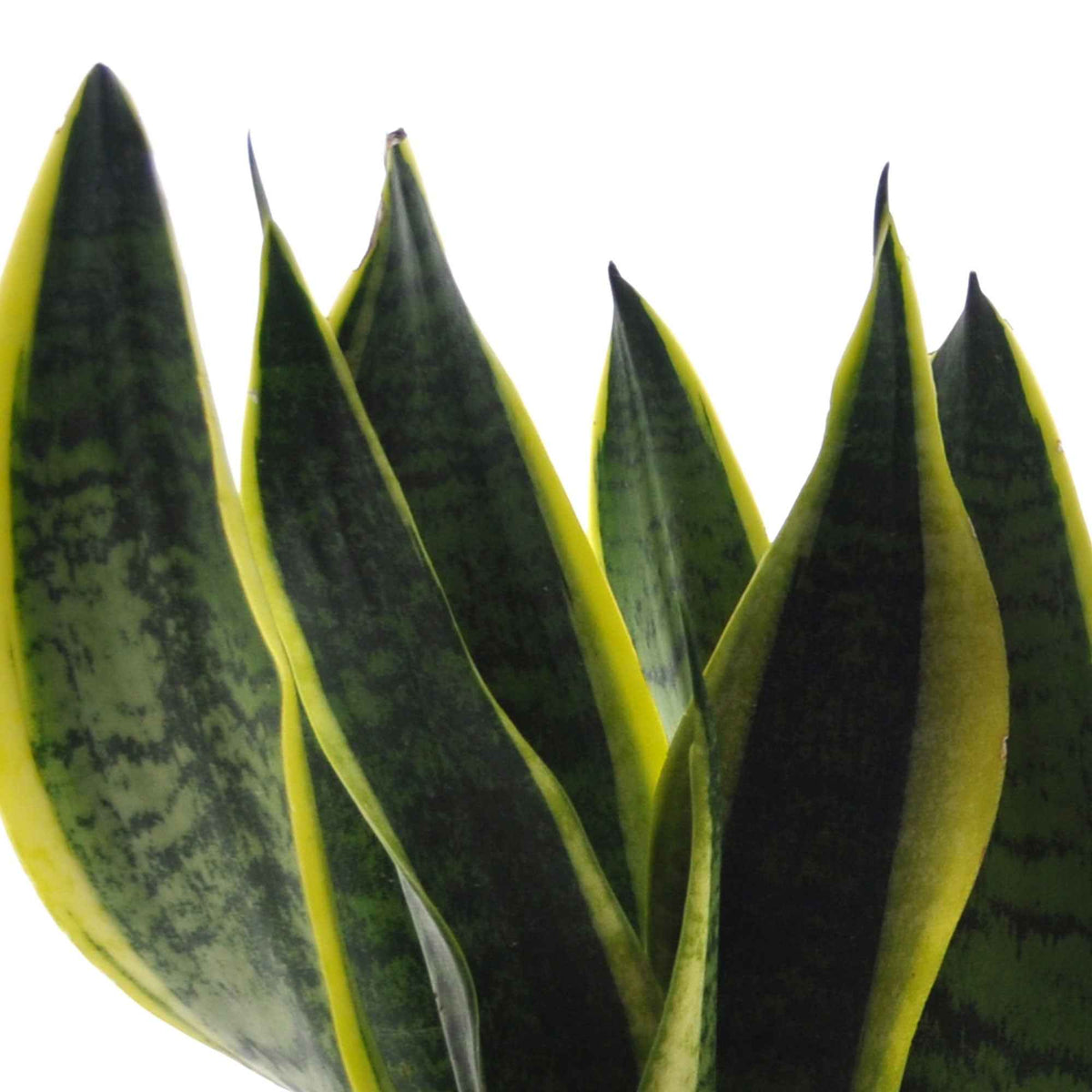  strelitzia, chamaedorea, asplenium crispy wave, sansevieria - Makkelijke kamerplanten Mix - groen (x4) - Kamerplantencombinaties