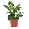 Philodendron 'White Wave' - Philodendron white wave - Kamerplanten