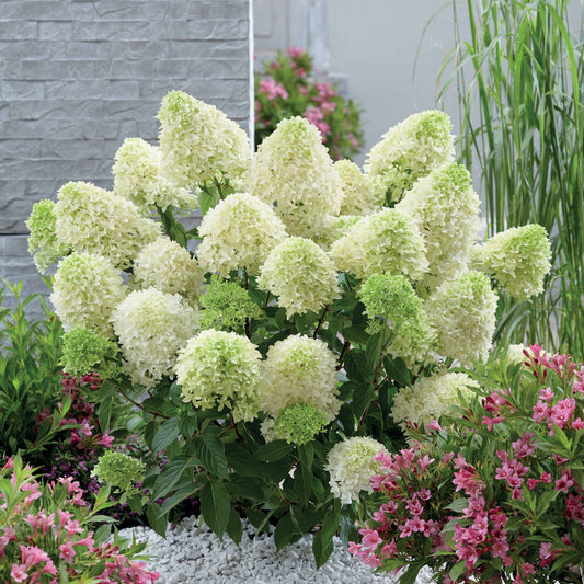 Pluimhortensia 'Skyfall' - Bakker