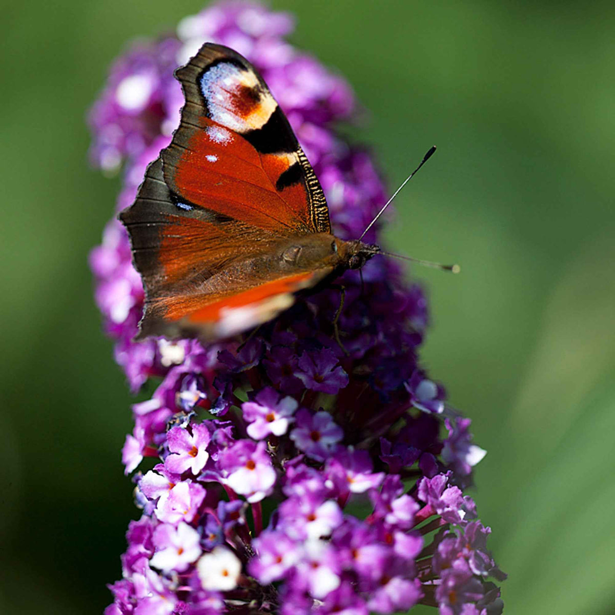 Vlinderstruik 'Berries & Cream' - Buddleja davidii 'berries and cream' - Bakker