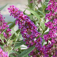 Vlinderstruik 'Butterfly Towers' - Buddleja davidii 'butterfly towers' - Plant eigenschap