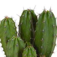 Zuilcactus Polaskia chichipe - Polaskia chichipe - Kamerplanten