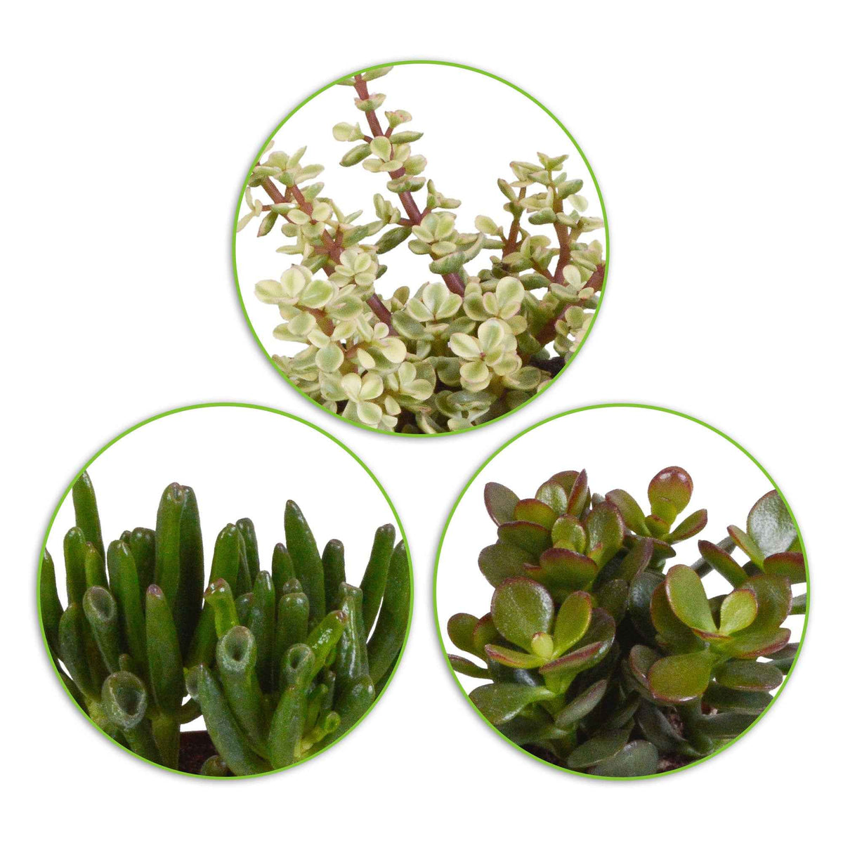 Succulent Crassula Mix (x3) - Crassula 'Gollum', 'Afra', 'Minor' - Bakker