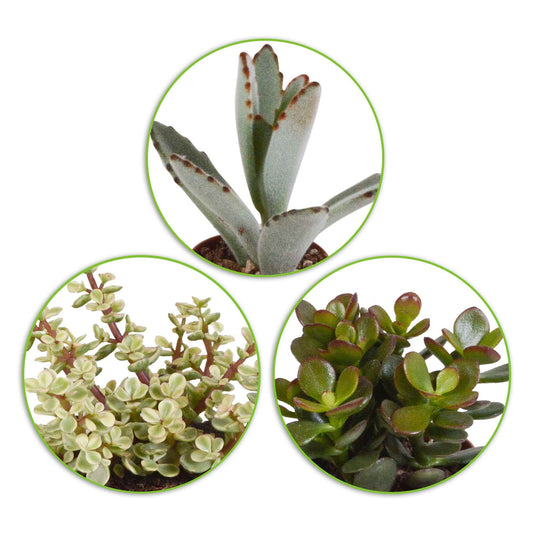 Succulent Mix - Bakker