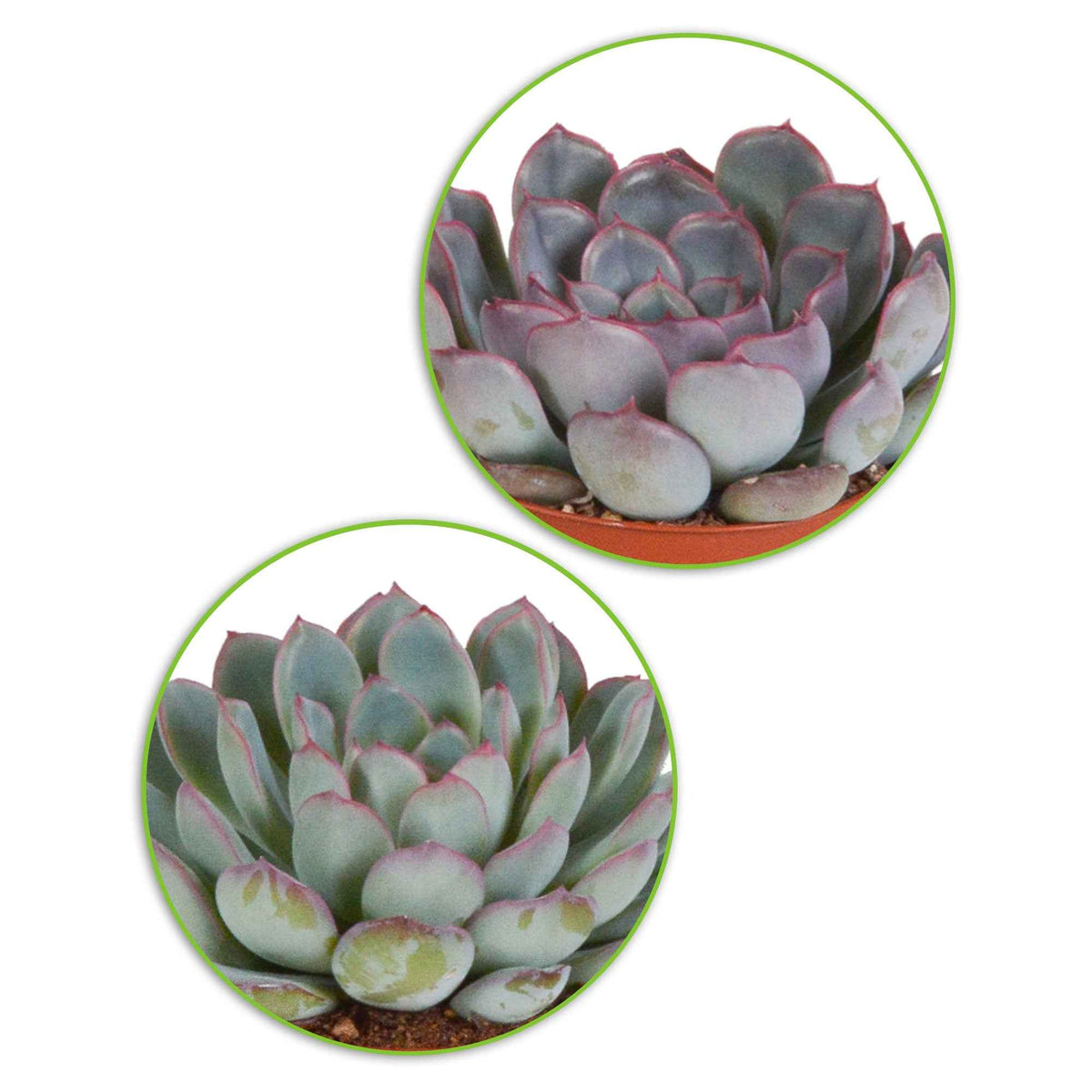 Crassula , 2 Echeveria , Portulacaria Afra, Kalanchoe Tomentosa - Succulent Mix - Cactussen en vetplanten