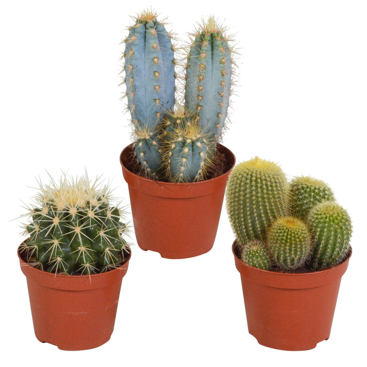 Cactus Mix (x3) -  eriocactus, pilosocereus, echinocactus - Bakker