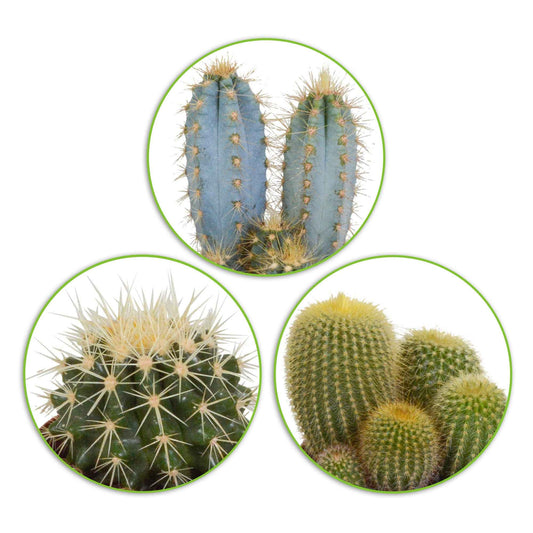 Cactus Mix (x3) -  eriocactus, pilosocereus, echinocactus - Kamerplanten sets