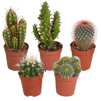 Cactus Mix (x5) -  mamilaria, echinicactus, eriocactus, opuntia & eriocactus - Kamerplanten