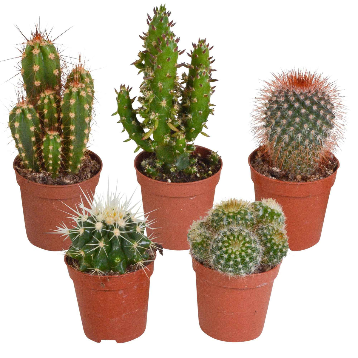 Cactus Mix (x5) -  mamilaria, echinicactus, eriocactus, opuntia & eriocactus - Bakker