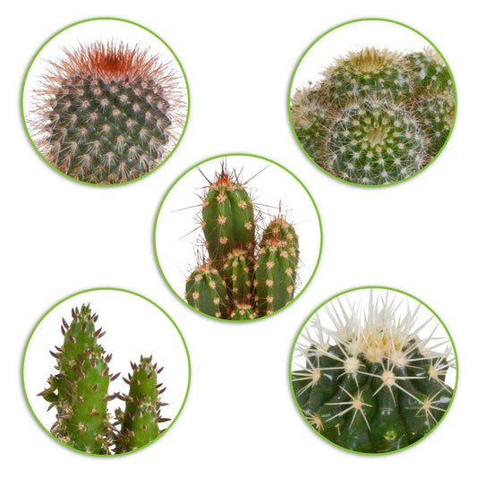 Cactus Mix (x5) -  mamilaria, echinicactus, eriocactus, opuntia & eriocactus - Kamerplanten sets
