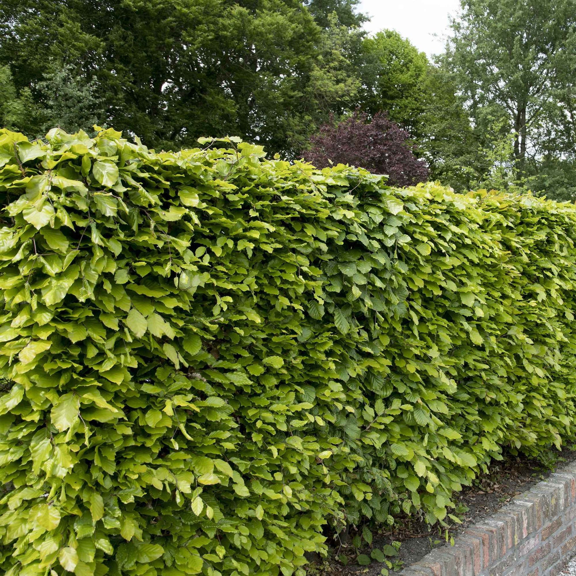 Beukenhaag - Fagus sylvatica - Tuinplanten