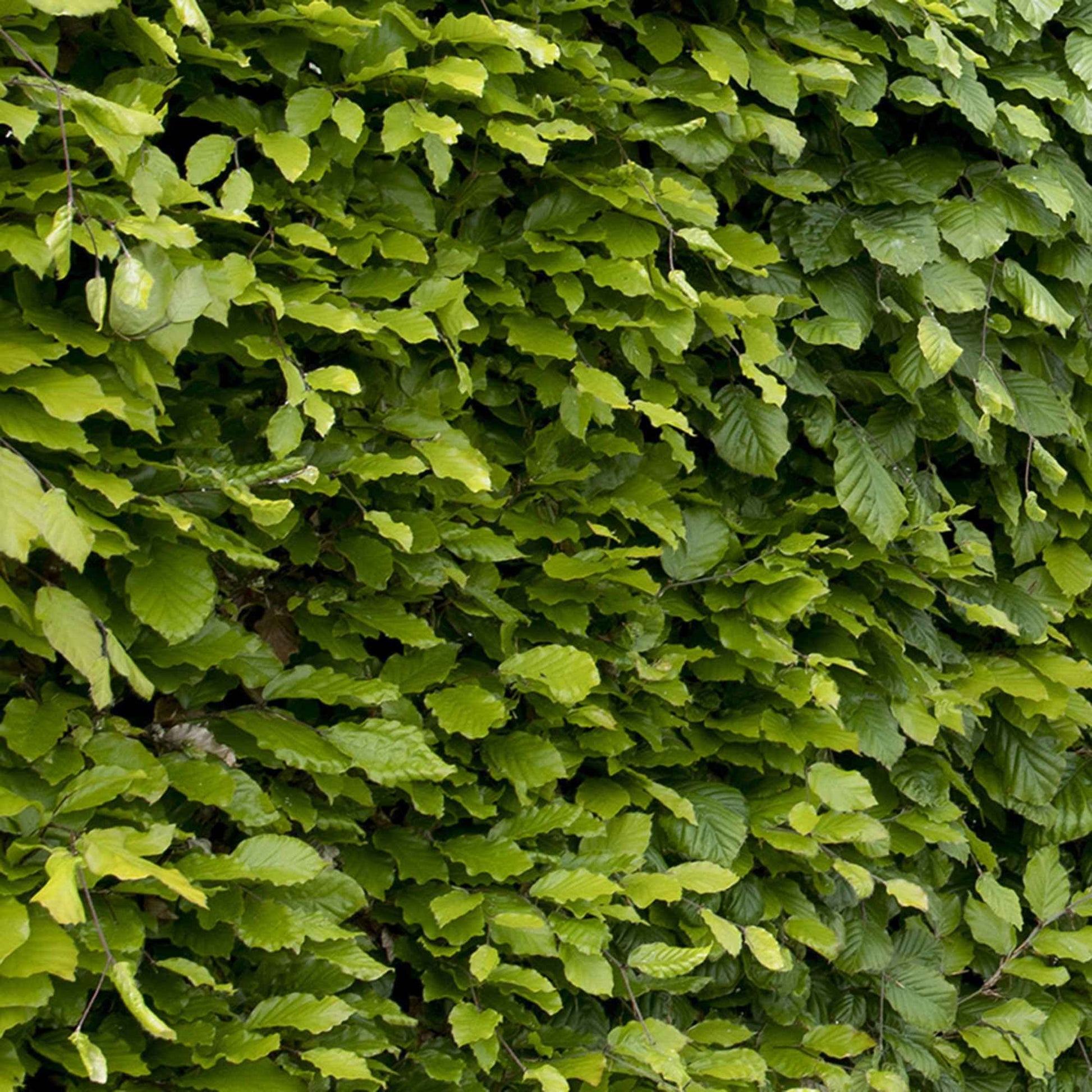 Beukenhaag - Fagus sylvatica - Heesters en vaste planten