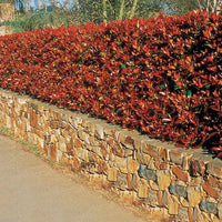 Photinia - Glansmispel 'Red Robin' (x3) - Photinia fraseri Red Robin