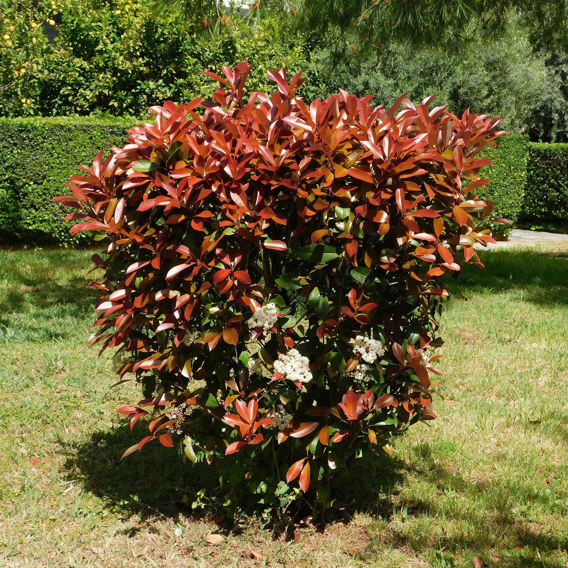 Glansmispel 'Red Robin' boom op stam (Photinia fraseri Glansmispel 'Red Robin' boom op stam (Photinia fraseri