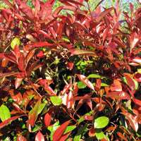 Glansmispel 'Red Robin' (x3) - Photinia fraseri Red Robin - Bakker