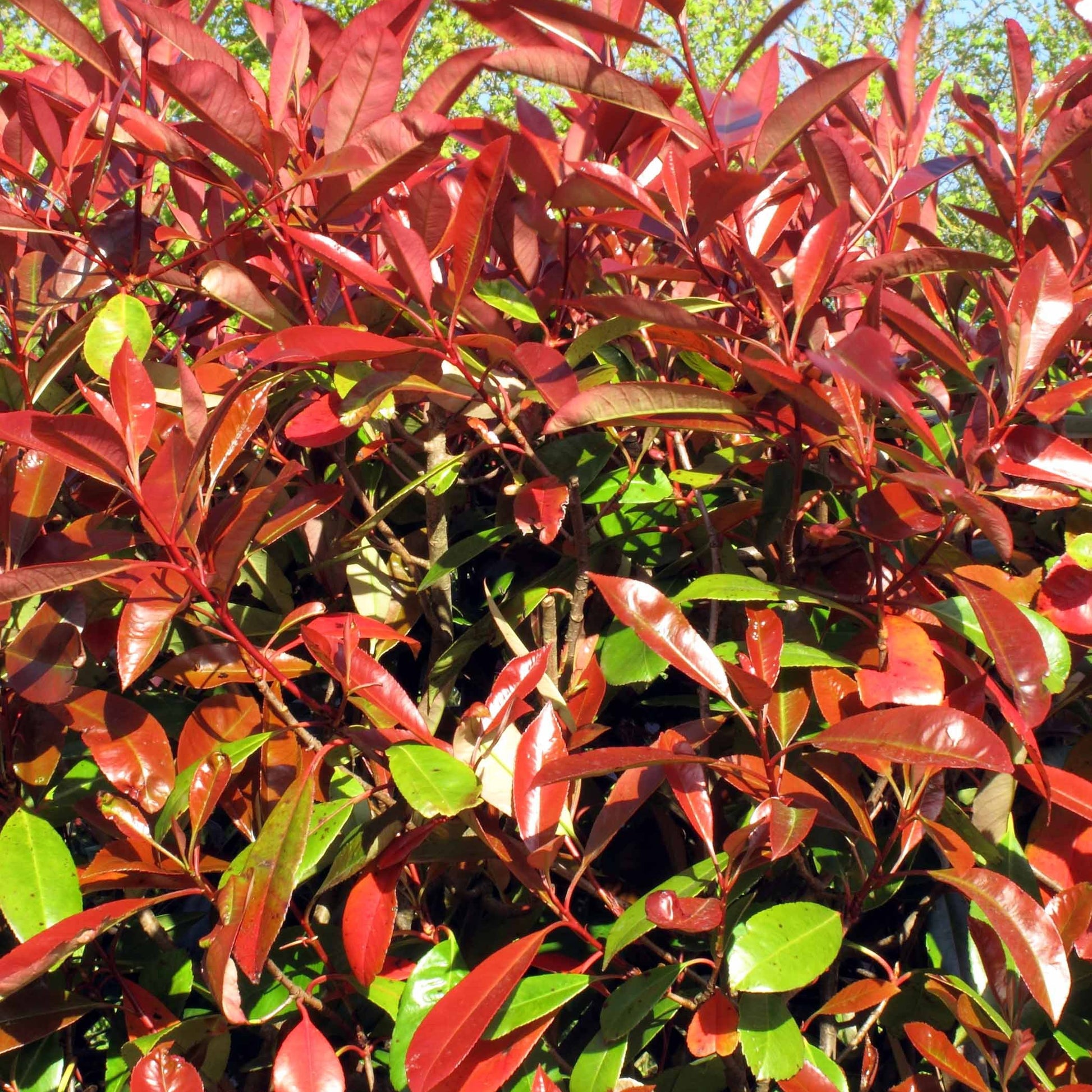 Glansmispel 'Red Robin' (x3) - Photinia fraseri Red Robin - Bakker