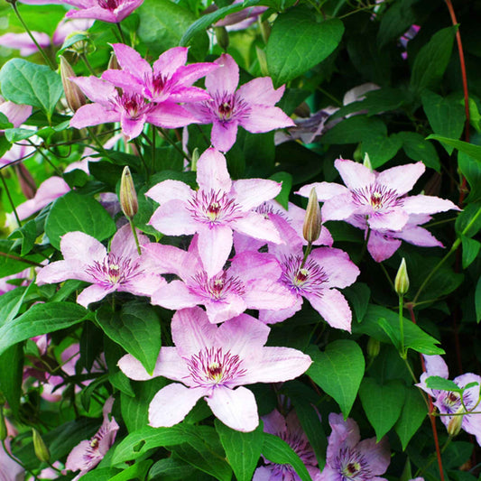 Bosrank 'Hagley' - Clematis 'hagley hybrid' - Tuinplanten