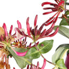 Kamperfoelie 'Copper Beauty' - Lonicera henryi 'copper beauty' - Heesters en vaste planten