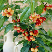 Kersenboom 'Bigarreau Napoléon' - Prunus avium bigarreau Napoléon - Fruit