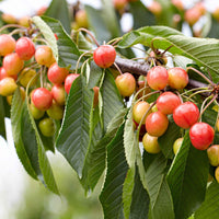 Kersenboom 'Bigarreau Napoléon' - Prunus avium bigarreau Napoléon - Fruitbomen