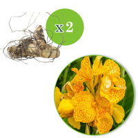 Indisch bloemriet 'Tropical Yellow' (x2) - Canna 'tropical yellow' - Zomerbloeiers